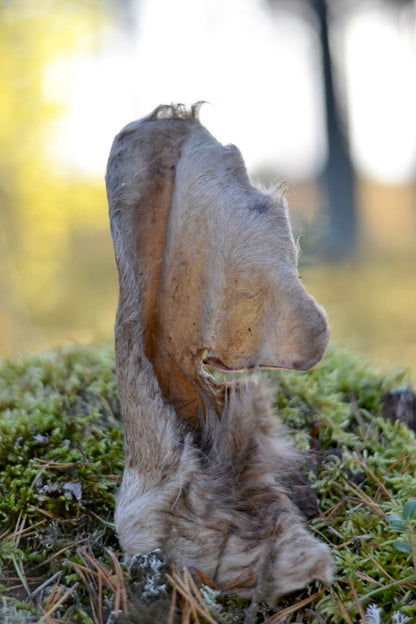 Oxöra med päls