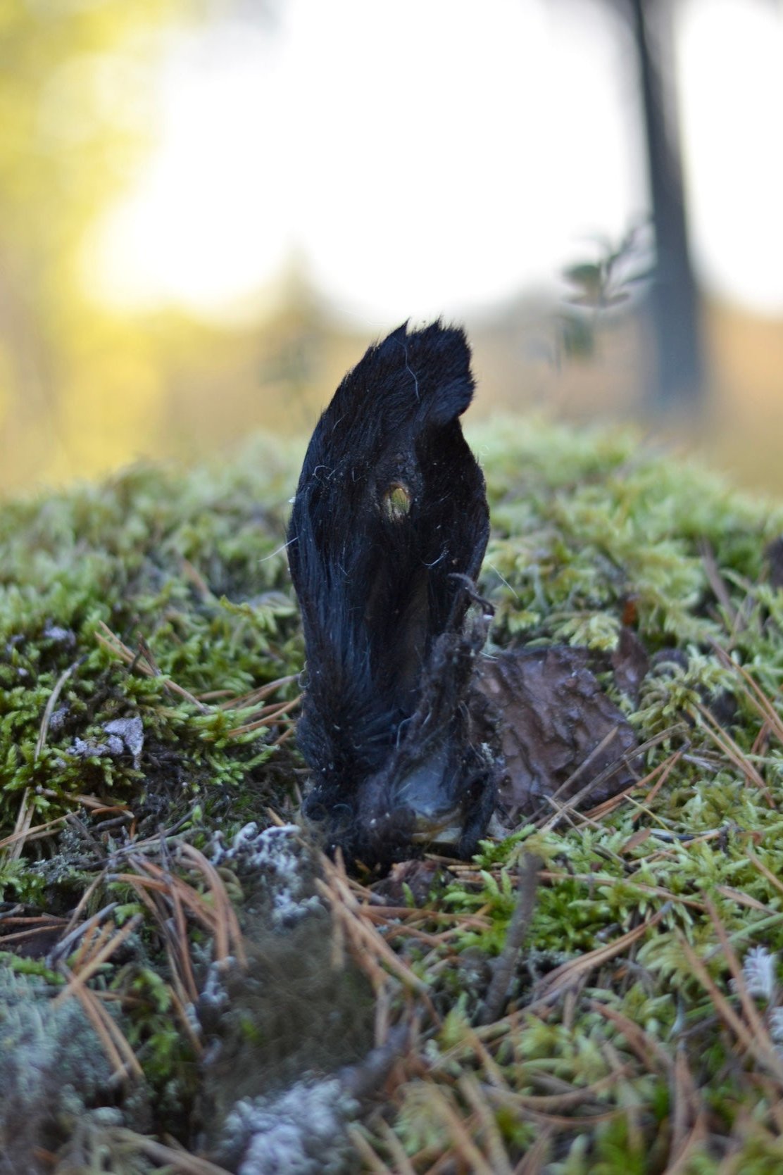 Lammöra med päls