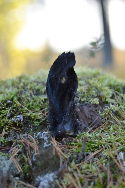 Lammöra med päls