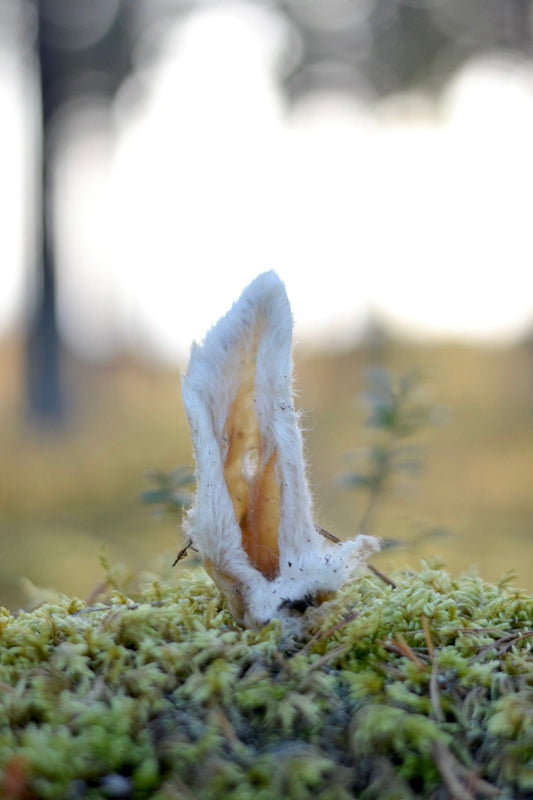 Lammöra med päls