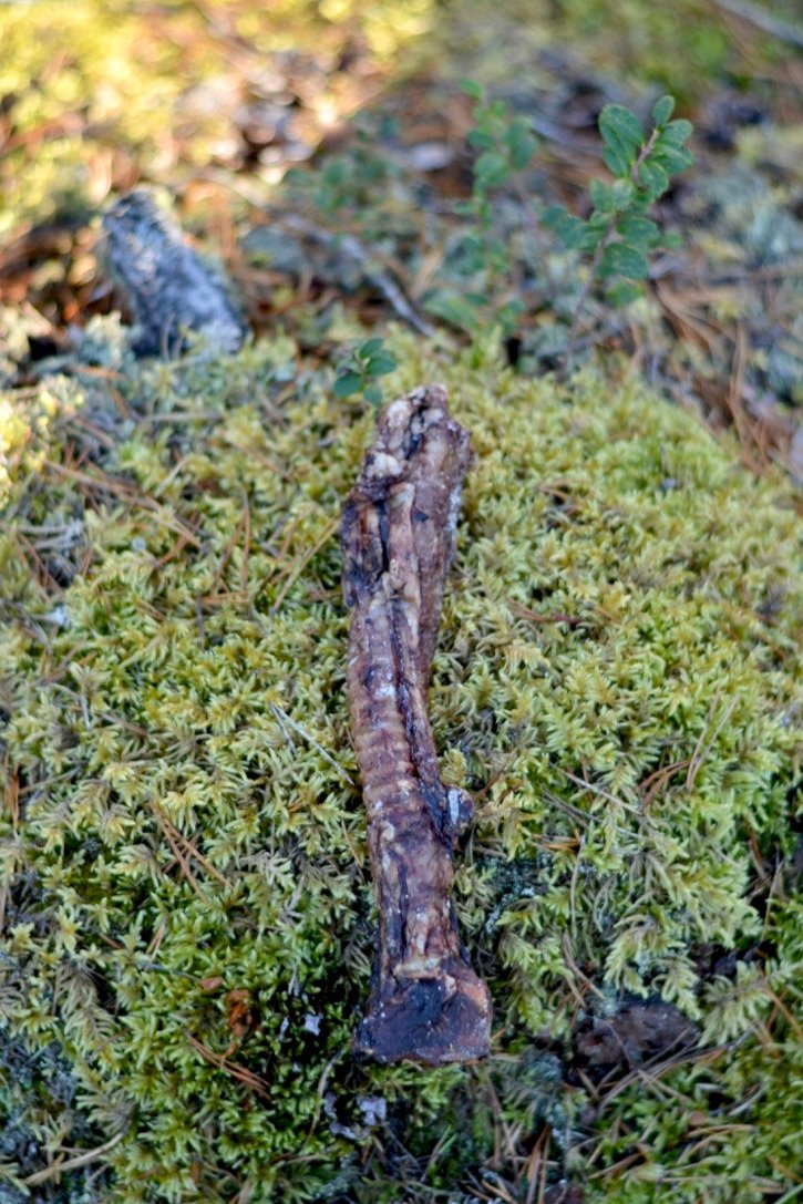 Lammstrupe