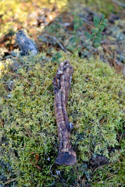 Lammstrupe