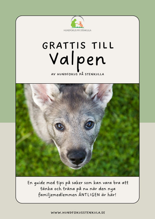 Välkommen Valp – Din guide till en trygg och harmonisk start tillsammans